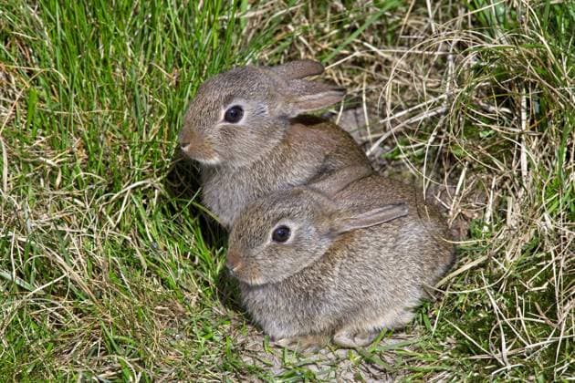  Junge Wildkaninchen (Oryctolagus cuniculus) auf einer Wiese, Deutschland, Europa *** Boy Wild Rabbit Oryctolagus cuniculus at a Meadow, Germany, Europe Copyright: imageBROKER/alimdix/xArterrax/xSven-ErikxArndt ibltsm09998142.jpg