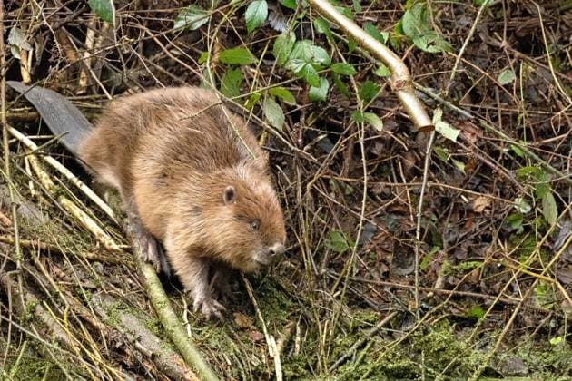 Biber im Winter am Weiher Biber am, im Waldweiher Biber im Winter, Weiher *** Beaver in winter at the pond Beaver at, in the forest pond Beaver in winter, pond