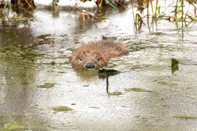 Biber im Winter am Weiher Biber am, im Waldweiher Biber im Winter, Weiher *** Beaver in winter at the pond Beaver at, in the forest pond Beaver in winter, pond
