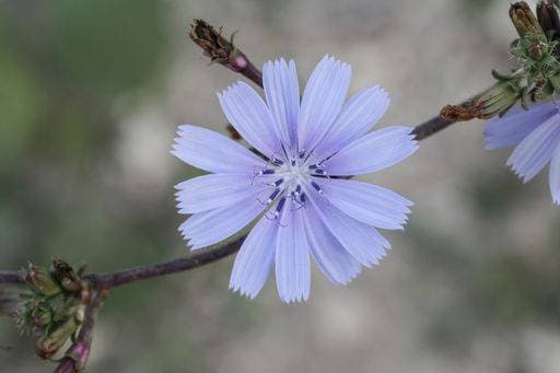 Close up of common chicory, coffee weed, blue sailor, Cichorium intybus flower, in a fallow field, Malta, Mediterranean, 1080057 RECORD DATE NOT STATED