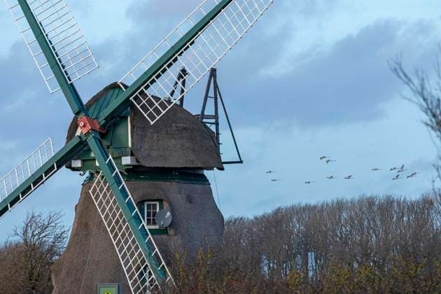 Windmühle Charlotte, fliegende Schwäne, Goldhöft, Geltinger Birk, Gelting, Schleswig-Holstein, Deutschland, Europa *** Windmill Charlotte, Flying Swans, Goldhöft, Geltinger Birk, Gelting, Schleswig Holstein, Germany, Europe Copyright: imageBROKER SiegfriedxKuttig ibxshg10000895.jpg