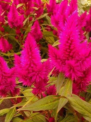 A vertical shot of beautiful celosia flowers in the garden 1199413 RECORD DATE NOT STATED