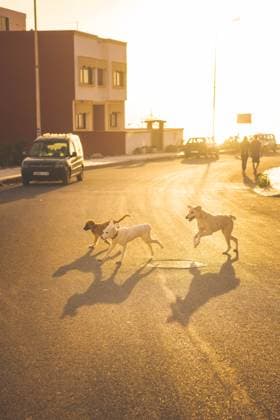 Puppies playing in the street Imsouane, Souss-Massa, Morocco R_MOMO220202-916773-01 EDITORIAL USE ONLY