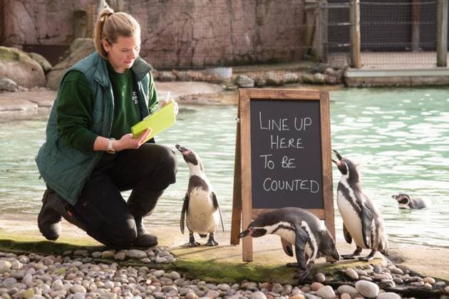Entertainment Themen der Woche KW01 Entertainment Bilder des Tages January 3, 2024, London, United Kingdom: Humboldt Penguins seen during the Annual Stocktake at ZSL London Zoo in London. London United Kingdom - ZUMAs197 20240103_aab_s197_039 Copyright: xJamesxWarrenx