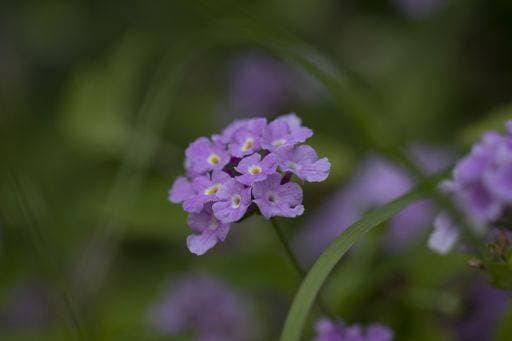 A selective focus shot of blooming pentas flowers in the greenery 1297730 RECORD DATE NOT STATED