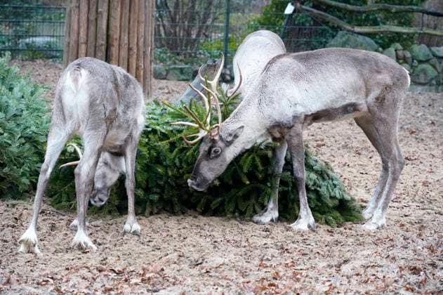 Rentiere bei der Weihnachtsbaumfütterung im Zoo Berlin. Berlin, 04.01.2024 *** Reindeer feeding the Christmas tree at Berlin Zoo Berlin, 04 01 2024 Foto:xT.xBartillax xFuturexImagex weihnachtsbaumfuetterung_4113