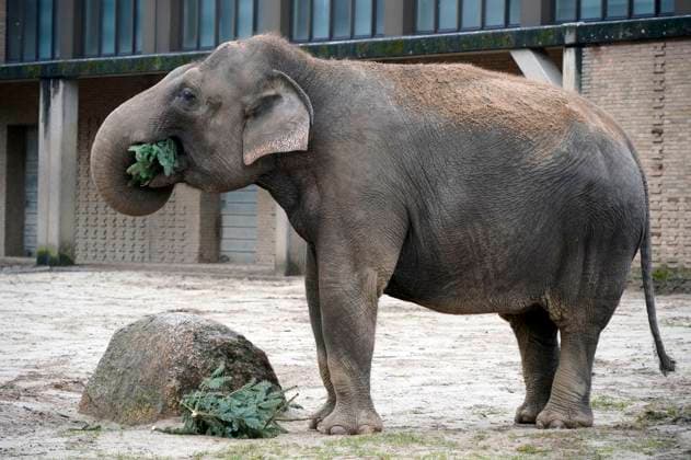 Entertainment Themen der Woche KW01 Entertainment Bilder des Tages Elefant bei der Weihnachtsbaumfütterung im Zoo Berlin. Berlin, 04.01.2024 *** Elephant feeding the Christmas tree at Berlin Zoo Berlin, 04 01 2024 Foto:xT.xBartillax xFuturexImagex weihnachtsbaumfuetterung_4130