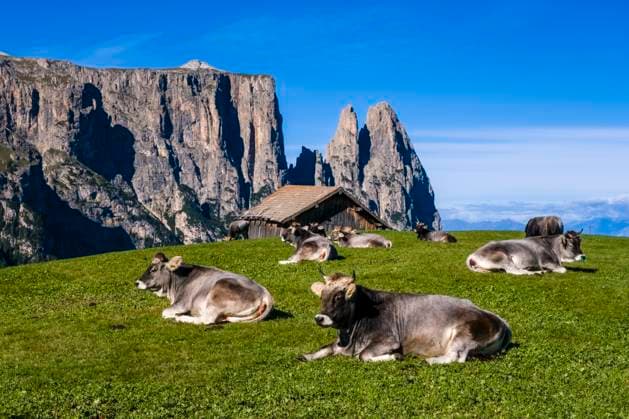 Hilly agricultural countryside with cows grazing and a wooden house at Seiser Alm, Alpe di Siusi, the mountain Schlern, Sciliar, in the distance. Kastelruth Trentino-Alto Adige Italy FB_2023_2789