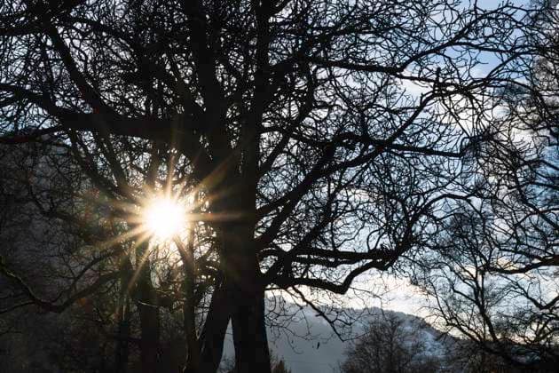 Sonnenstrahlen Baum, Schweiz, 01.01.2024 *** Sunbeams tree, Switzerland, 01 01 2024 