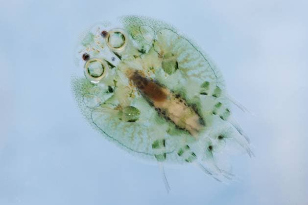 Creative Highlights World Karpfenlaus, Karpfen-Laus (Argulus foliaceus), Ganzkoerperansicht, Makroaufnahme Carp louse (Argulus foliaceus), full-length portrait, macro shot BLWS696331 *** Carp louse, Carp Laus Argulus foliaceus , Full body view, Macro shot Carp louse Argulus foliaceus , Full length portrait, Macro Shot BLWS696331 Copyright: xblickwinkel A.xHartlx