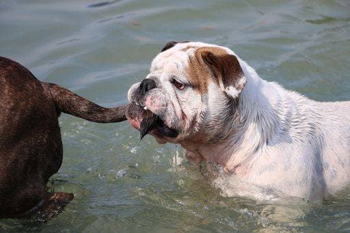 A selective focus shot of cute dogs in a lake 848640 RECORD DATE NOT STATED