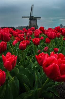 Vibrant red tulips in full bloom with a traditional Dutch windmill under a cloudy sky in the background Model Released AddventurePhoto_ID17406_528819_041 Copyright: xAddventurexPhotox RECORD DATE NOT STATED