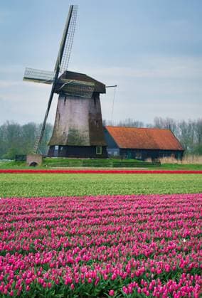 A rustic windmill stands behind a vibrant field of pink tulips in the traditional Dutch countryside Model Released AddventurePhoto_ID17406_528825_046 Copyright: xAddventurexPhotox RECORD DATE NOT STATED