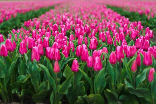 Endless rows of blooming pink tulips create a striking pattern in a Dutch flower field Model Released AddventurePhoto_ID17406_528826_047 Copyright: xAddventurexPhotox RECORD DATE NOT STATED