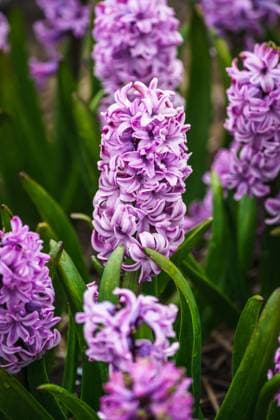 Clusters of vibrant purple hyacinth flowers blooming in a Dutch garden during spring Model Released AddventurePhoto_ID17406_528832_051 Copyright: xAddventurexPhotox RECORD DATE NOT STATED