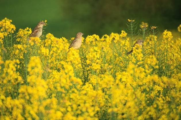 House sparrows perched amidst vibrant yellow rapeseed flowers in a field Model Released DavidJerez_ID18350_548145_002 Copyright: xDavidxJerezx