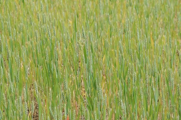 A close-up view of a young wheat field showcasing vibrant green stalks under natural daylight Model Released HodeiUnzueta_ID18579_553816_002 Copyright: xHodeixUnzuetax