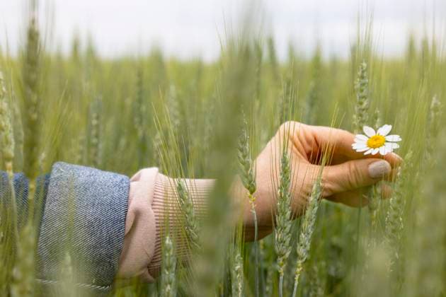 Creative Highlights Symbolbilder Closeup of a single, delicate daisy held gently between fingers of anonymous woman standing out against the dense backdrop of a green wheat field Model Released KateWieser_ID18487_551992_011 Copyright: xKatexWieserx