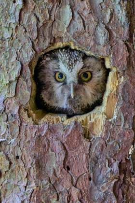 Creative Highlights World Raufusskauz (Aegolius funereus), Bayern, Deutschland, Europa *** Tengmalm s Owl Aegolius funereus , Bavaria, Germany, Europe Copyright: imageBROKER/ChristophxBosch ibxcbo10002602.jpg