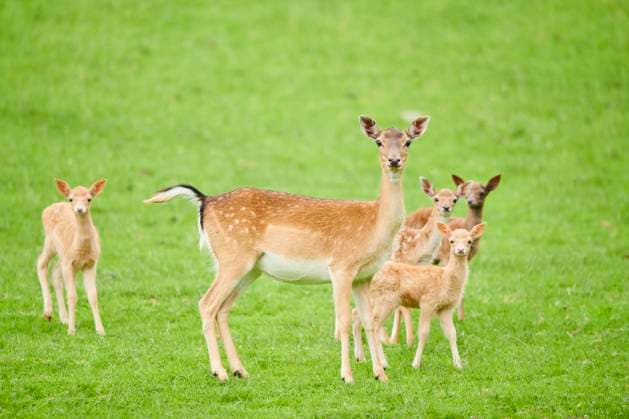  Europäisches Damwild (Dama dama) Mutter mit ihren Kitzen auf einer Wiese, Tirol, Kitzbühel, Wildpark Aurach, Österreich, Europa *** European Fallow deer Dama Dama Mother with their Kitzen at a Meadow, Tyrol, Kitzbühel, Game Park Aurach, Austria, Europe Copyright: imageBROKER/Davidx&xMichaxSheldon ibxshe10014694.jpg