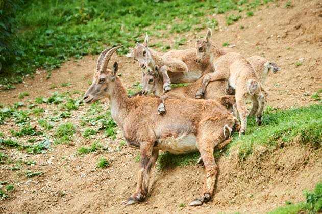  Alpensteinbock (Capra ibex), die spielend auf ihre Mutter klettern, Wildpark Aurach bei Kitzbühel, Österreich, Europa *** Alpine ibex Capra IBEX , the playing at their Mother climb, Game Park Aurach at Kitzbühel, Austria, Europe Copyright: imageBROKER/Davidx&xMichaxSheldon ibxshe10015035.jpg