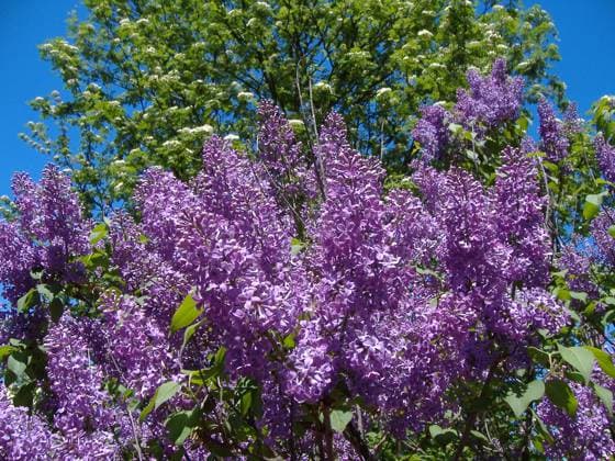 Flieder, Syringa vulgaris, Lilac lila Sorte Copyright: xZoonar.com PeterxHimmelhuberx 182168