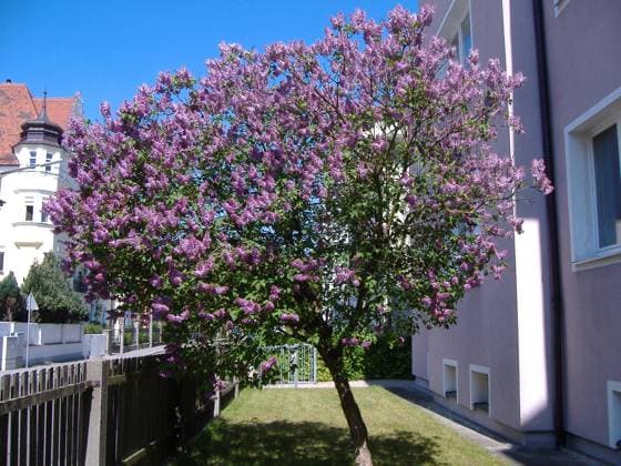 Flieder, Syringa vulgaris, Lilac Stämmchen Copyright: xZoonar.com PeterxHimmelhuberx 182187