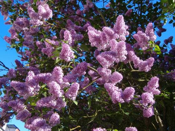 Flieder, Syringa vulgaris, Lilac lila Sorte Copyright: xZoonar.com PeterxHimmelhuberx 182233