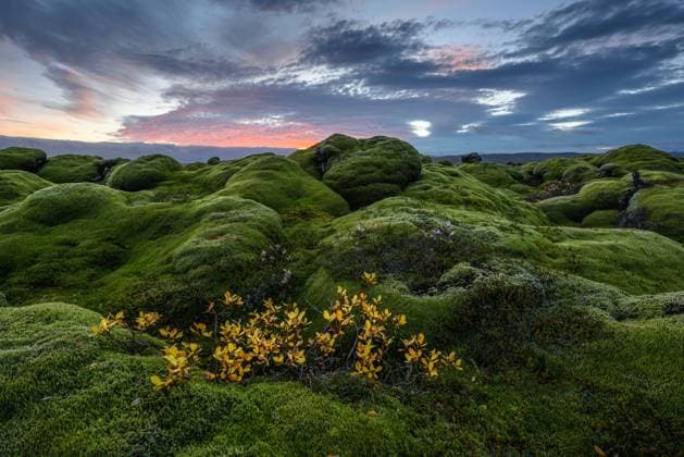 Creative Highlights World Lava fields covered with moss at sunset Kirkjubæjarklaustur, Skaftárhreppur, Iceland CR_OSBJ240103-1295896-01
