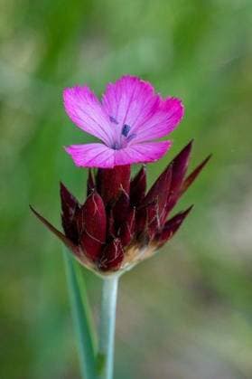 A selective focus shot of blooming Dianthus carthusianorum in a forest 1552324