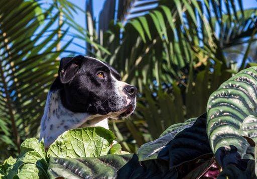 A closeup shot of a black and white polka dot dog near green plantations 1594728 RECORD DATE NOT STATED