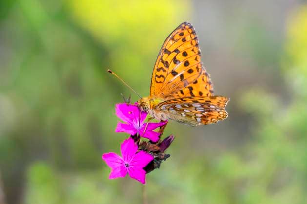 Fabriciana adippe - Feuriger Perlmuttfalter saugt Nektar mit seinem Rüssel aus der Blüte einer Kartäusernelke - Dianthus carthusianorum *** Fabriciana adippe Feuriger Mother-of-pearl butterfly sucks Nectar with his Trunk from the Flower a Kartäusernelke Dianthus carthusianorum 1098002604