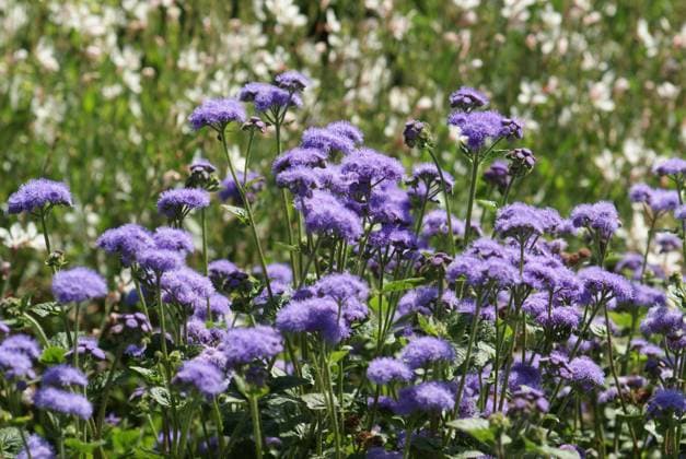 Ageratum houstonianum, Leberbalsam blühende Pflanzen Copyright: xZoonar.com PeterxHimmelhuberx 846842