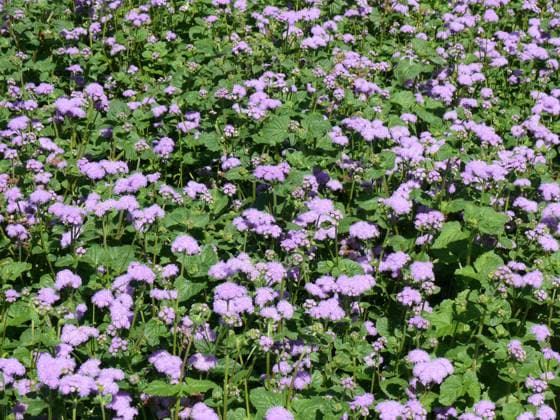 Ageratum houstonianum, Leberbalsam flächige Pflanzung Copyright: xZoonar.com PeterxHimmelhuberx 846849