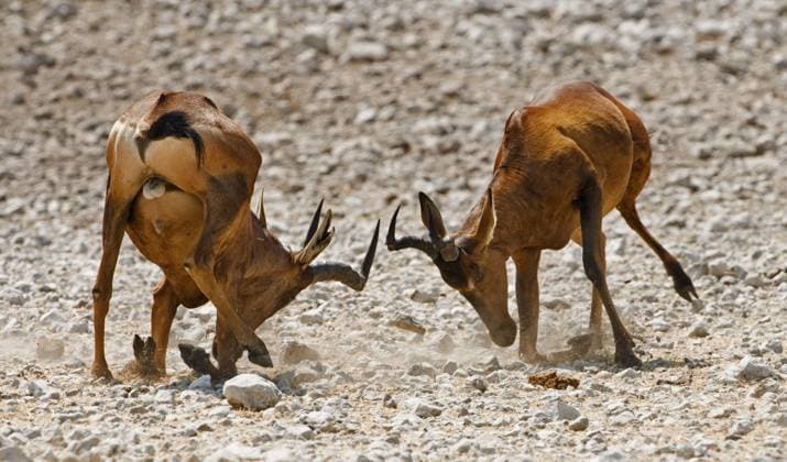 Creative Highlights World Zwei männliche Südafrikanische Kuhantilope (Alcelaphus caama) kämpfen um die Vorherrschaft, Etosha Nationalpark, Namibia, Afrika *** Two male South African Hartebeest Alcelaphus caama Fighting at the Dominance, Etosha National Park, Namibia, Africa Copyright: imageBROKER/alimdix/xArterrax/xLoulouxBeavers ibltsm10003898.jpg