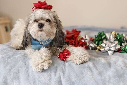 A closeup shot of a cockapoo with a red bow 1695539 RECORD DATE NOT STATED
