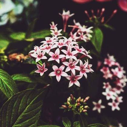 A closeup shot of a Pentas beautiful flowering plant with fresh foliage in a field 1735555 RECORD DATE NOT STATED