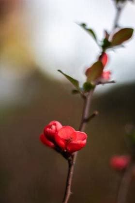 A twig of a Japanese quince or Maules quince blooming flower 1743802 RECORD DATE NOT STATED