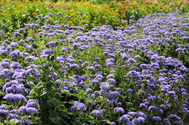 Ageratum houstonianum, Leberbalsam, Blueweed blühende Pflanzen Copyright: xZoonar.com PeterxHimmelhuberx 3701857