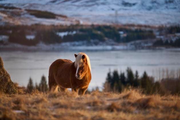 Wild horse grazing in mountains on sunny day Reykjavík, Reykjavíkurborg, Iceland CR_OSBJ240103EC-1308092-01