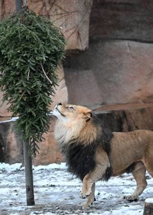 **VIDEO AVAILABLE: CONTACT INFO@COVERMG.COM TO RECEIVE** Now that the holiday season is over, the care staff at Brookfield Zoo in Chicago are repurposing dozens of Christmas trees - with the zoo™s animals also getting in on the act. The trees were decorated by more than 900 community organizations, families, and corporations and lined the Zoo™s pathways for its annual Holiday Magic celebration. On Tuesday 9 January, many of the animals received the trees for enrichment to keep them playful and occupied while in captivity. The reindeer and bison rubbed their antlers and horns, respectively, in the greenery. Brutus, one of the Zoo™s African lions, and Whirl, an Amur tiger, retrieved bones from their trees that were hung upside down Copyright: xx 53350457