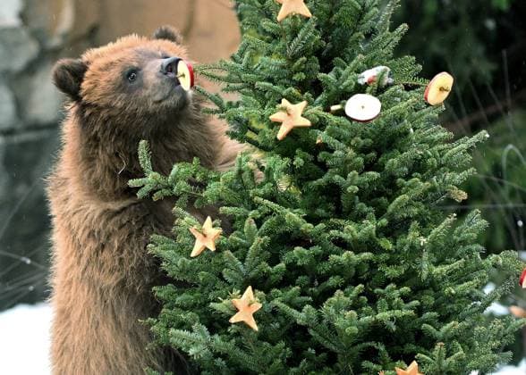 **VIDEO AVAILABLE: CONTACT INFO@COVERMG.COM TO RECEIVE** Now that the holiday season is over, the care staff at Brookfield Zoo in Chicago are repurposing dozens of Christmas trees - with the zoo™s animals also getting in on the act. The trees were decorated by more than 900 community organizations, families, and corporations and lined the Zoo™s pathways for its annual Holiday Magic celebration. On Tuesday 9 January, many of the animals received the trees for enrichment to keep them playful and occupied while in captivity. The reindeer and bison rubbed their antlers and horns, respectively, in the greenery. Brutus, one of the Zoo™s African lions, and Whirl, an Amur tiger, retrieved bones from their trees that were hung upside down Copyright: xx 53350464
