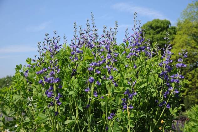 Baptisia australis, Indigolupine, Wild Indigo blühende Staude Copyright: xZoonar.com PeterxHimmelhuberx 4778574