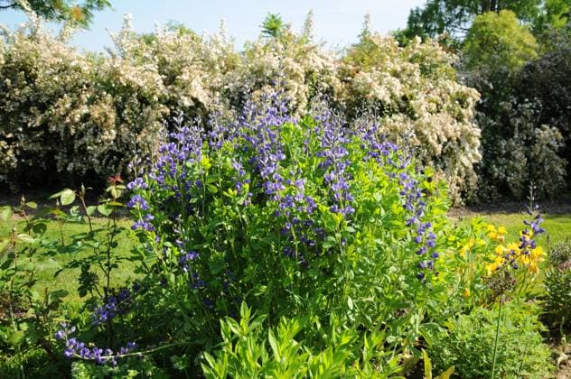 Baptisia australis, Indigolupine, Wild Indigo blühende Staude Copyright: xZoonar.com PeterxHimmelhuberx 4778584