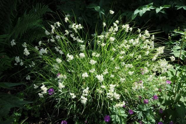 Luzula nivea, Hainsimse, Woodruff blühender Gräserhorst Copyright: xZoonar.com PeterxHimmelhuberx 4800338