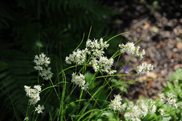 Luzula nivea, Hainsimse, Woodruff Blüten Copyright: xZoonar.com PeterxHimmelhuberx 4800347