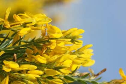 Genista tinctoria, Färberginster, Dyers Broom Schmetterlingsblüten Copyright: xZoonar.com PeterxHimmelhuberx 4891208