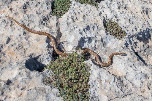 Creative Highlights World Shot of an adult Leopard Snake or European ratsnake, Zamenis situla, an endemic snake species in the Maltese Islands, slithering over limestone rock 873666 RECORD DATE NOT STATED