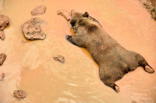 Creative Highlights World An overhead shot of a brown bear cooling off on a shallow river at Cabarceno Natural Park in Cantabria, Spain 1895128 RECORD DATE NOT STATED