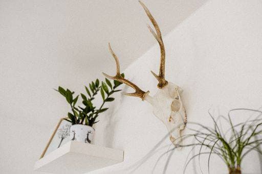 A closeup shot of a room interior with plants and a scull of animal 1927611 RECORD DATE NOT STATED